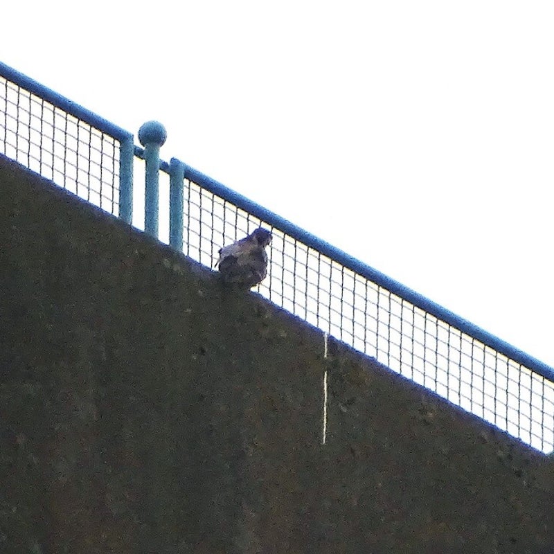 13-3-2024 - Opnieuw een valk op de dakrand. Vermoedelijk vrouwtje 4NL.