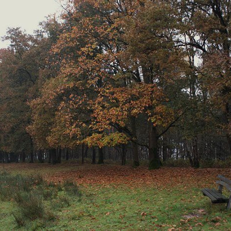 14-11-2016 - Het Bakelse bengske achter de Snelle Loop.