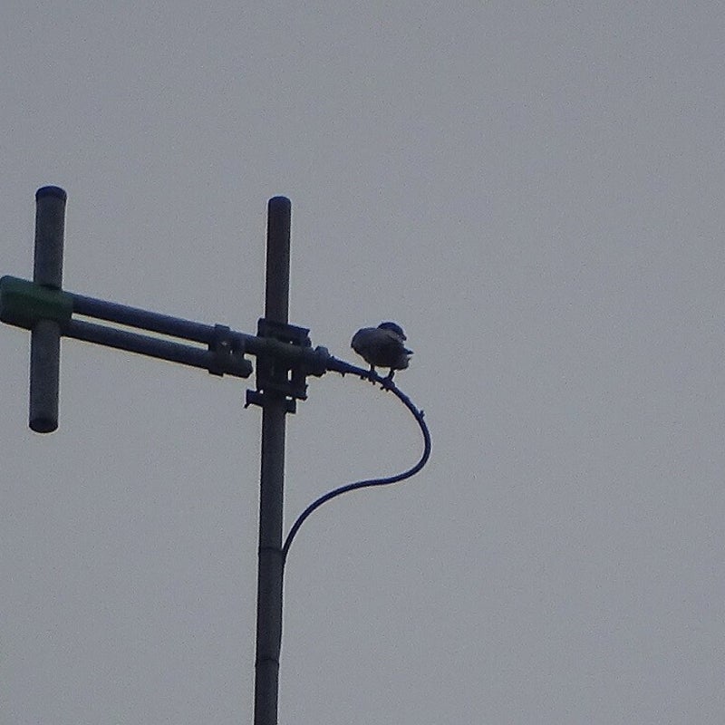 13-3-2024 - Valk in de antenne.