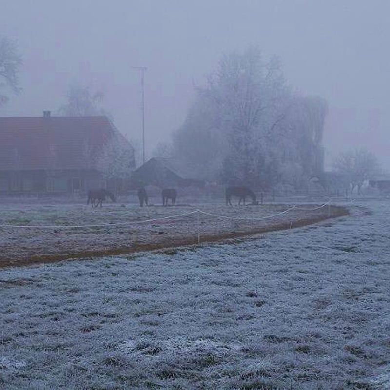 21-12-2007 - De paarden in de verte in de wei.
