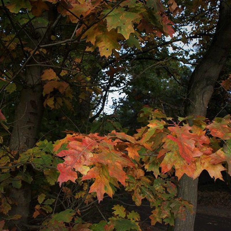 26-10-2016 - Verkleurde eikenbladeren.