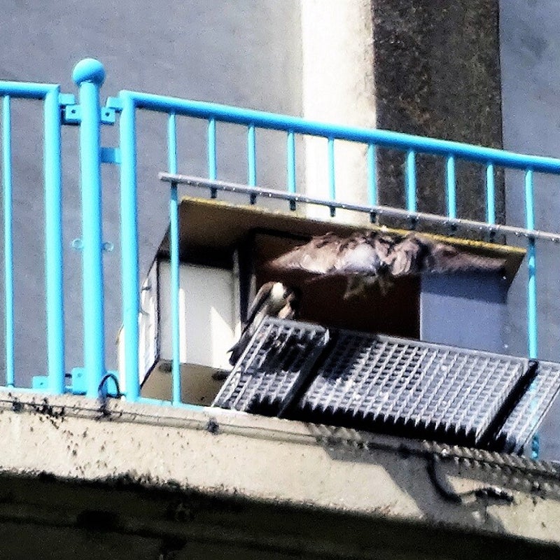 24-5-2023 - Na de eerste mislukte poging van mannetje Bus mislukte het voor de tweede keer. Vrouwtje 4NL buigt af. De rust keerde terug en zij vertrokken.......