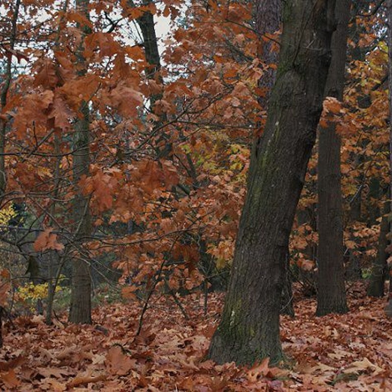 14-11-2016 - Langs de Toren.