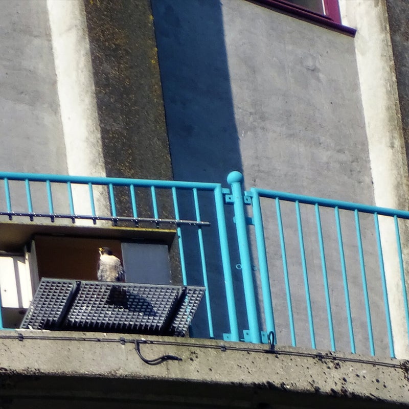 4-4-2023 - Slechtvalk. Ik denk vrouwtje 4NL.