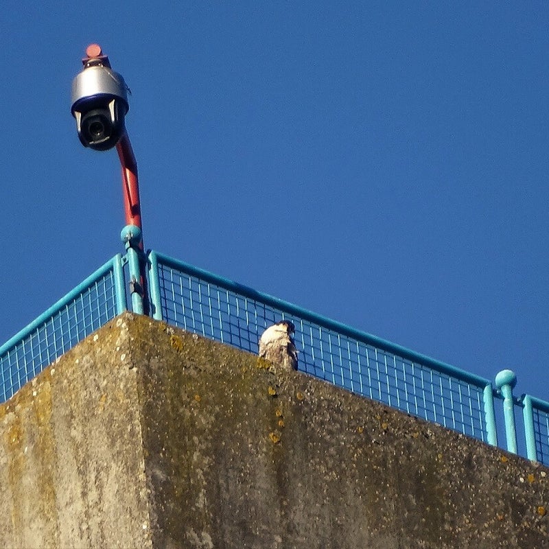 4-4-2-23 - Ik denk aan mannetje BUS.