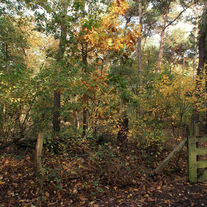 26-10-2016 - Sfeervol.