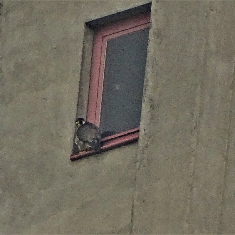 10-5-2023 - Kozijntje-zitten.