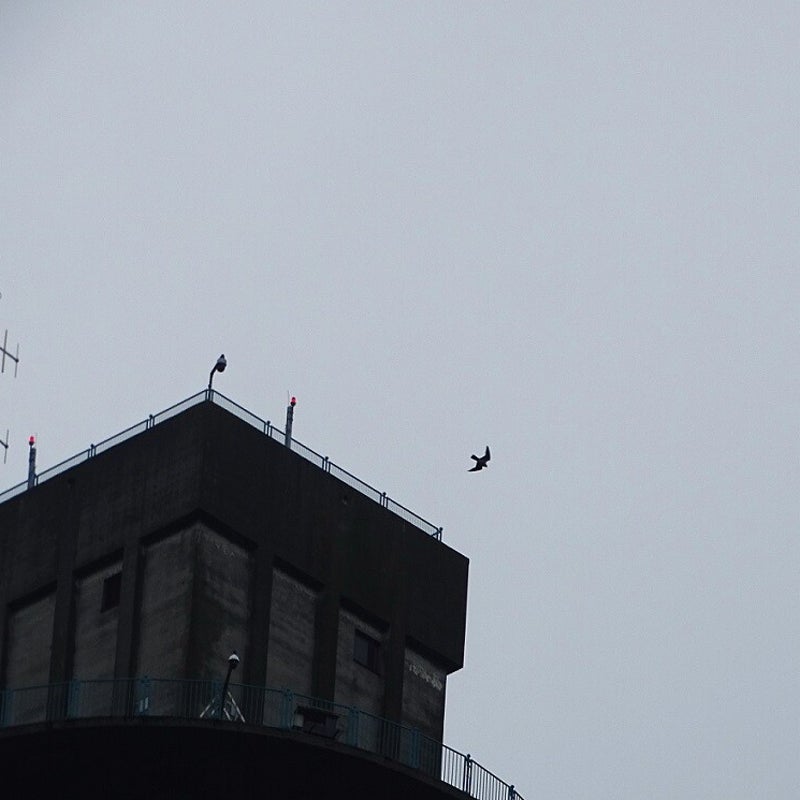 13-3-2024 - Valk in de lucht.