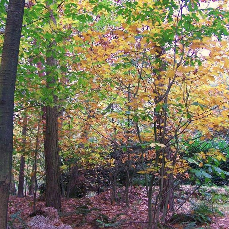 18-10-2007 - De juiste accenten.