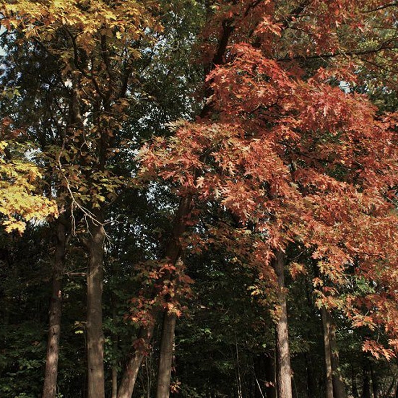 267-10-2016 - Langs de Snelle Loop. Eikenbomen.
