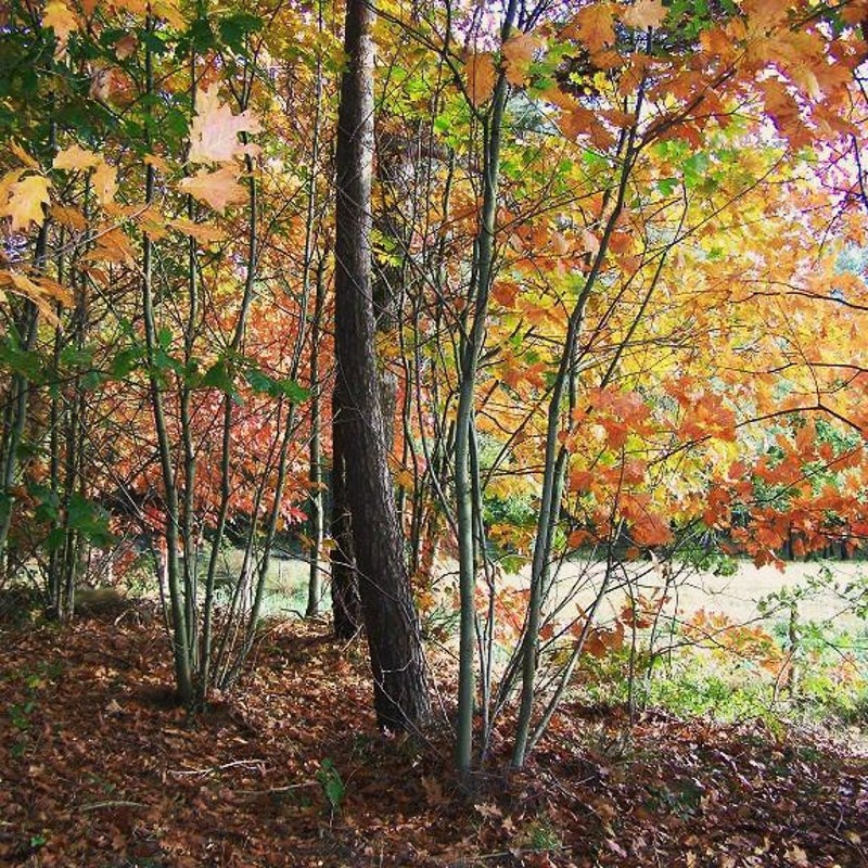 18-10-2007 - Bosrand.