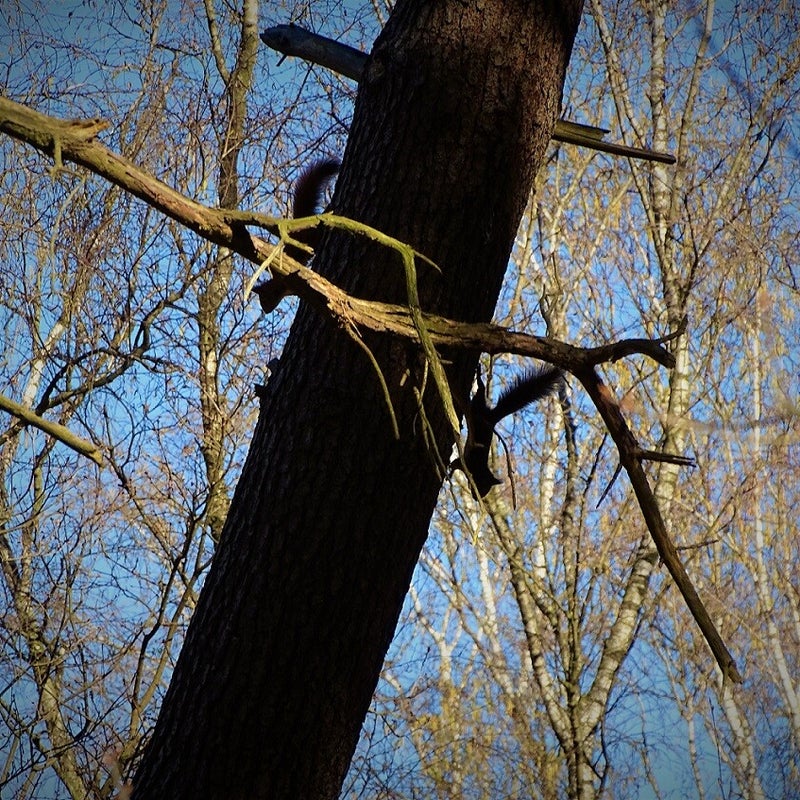 4-4-2023 - koppeltje spelende eekhoorns.