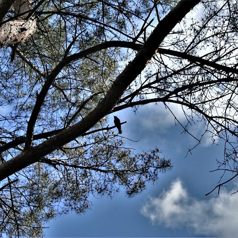 24-5-2023 - Nu mooi in tegenlicht.