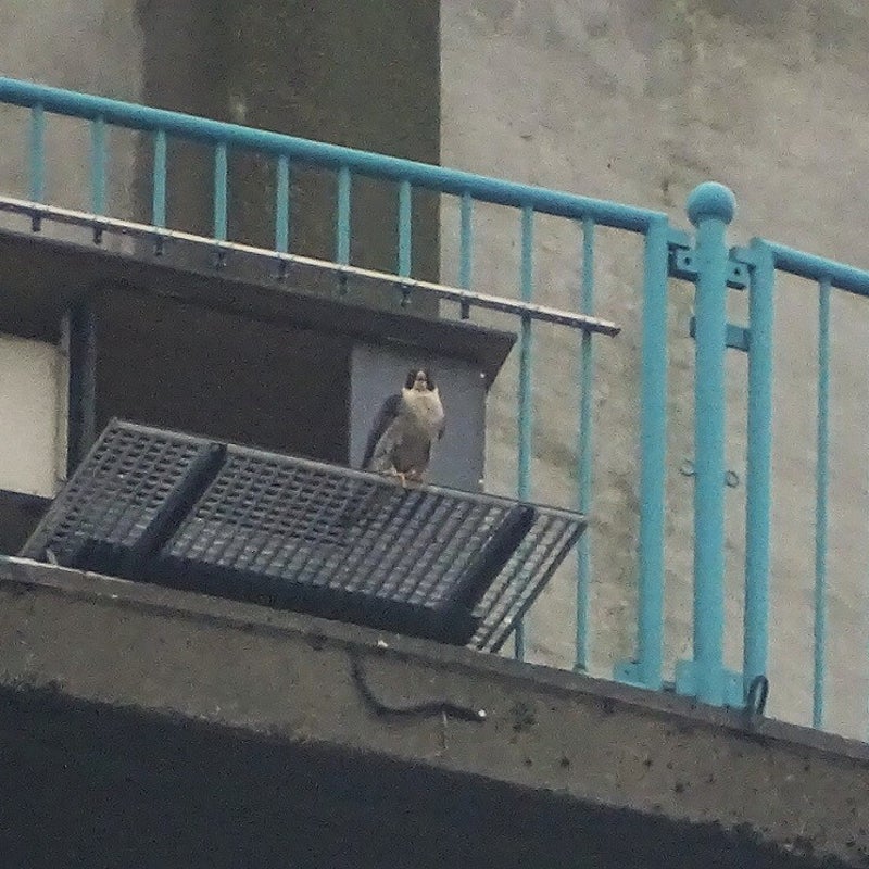 13-3-2024 - Het vrouwtje.