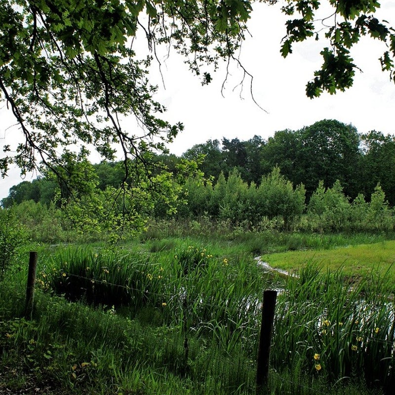 24-5-2023 - Rijkelijke begroeiing bij de Snelle Loop.