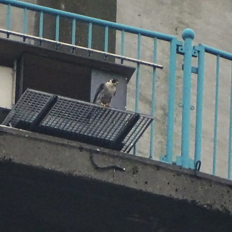 13-3-2024 - Het vrouwtje op het nestrooster.