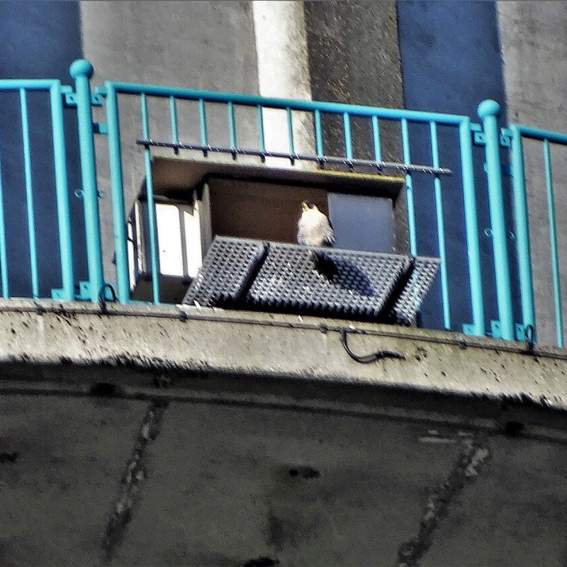 4-4-2023 - Slechtvalk.