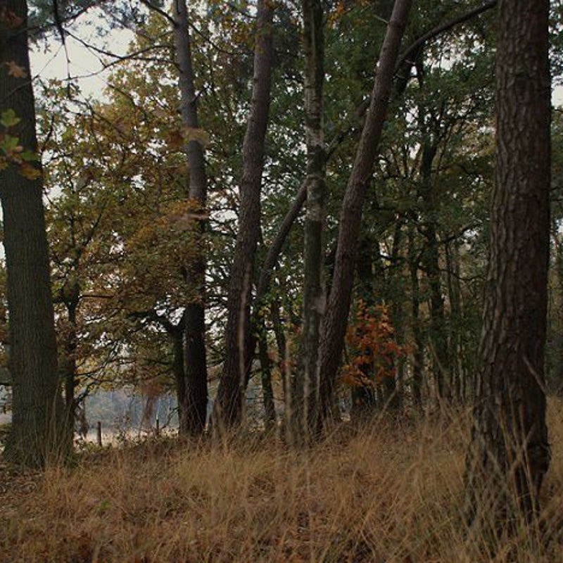 14-11-2016 - Het gele gras.