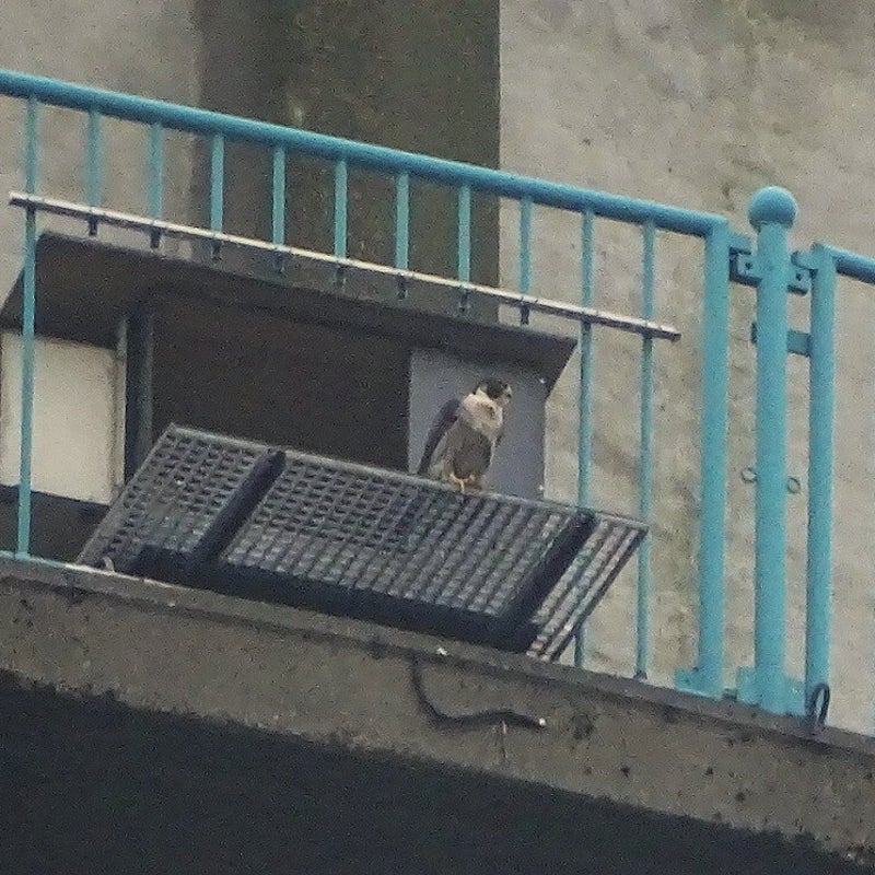 13-3-2024 - Het vrouwtje.