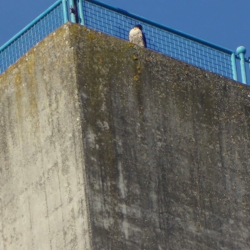 4-4-2023 - Slechtvalk.