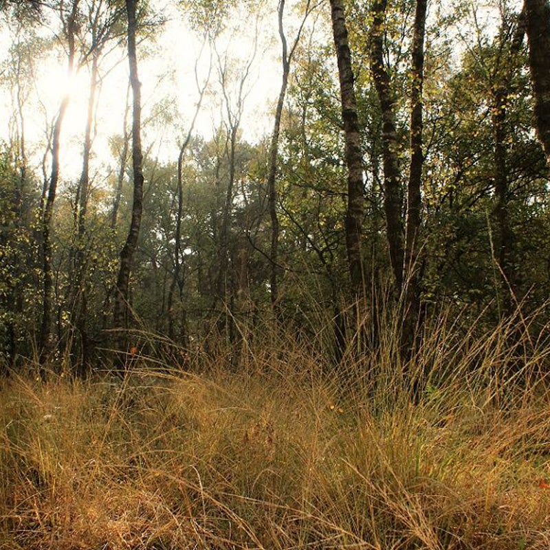 26-10-2016 - Achter de Toren op het moment dat de valken boven ons vlogen.