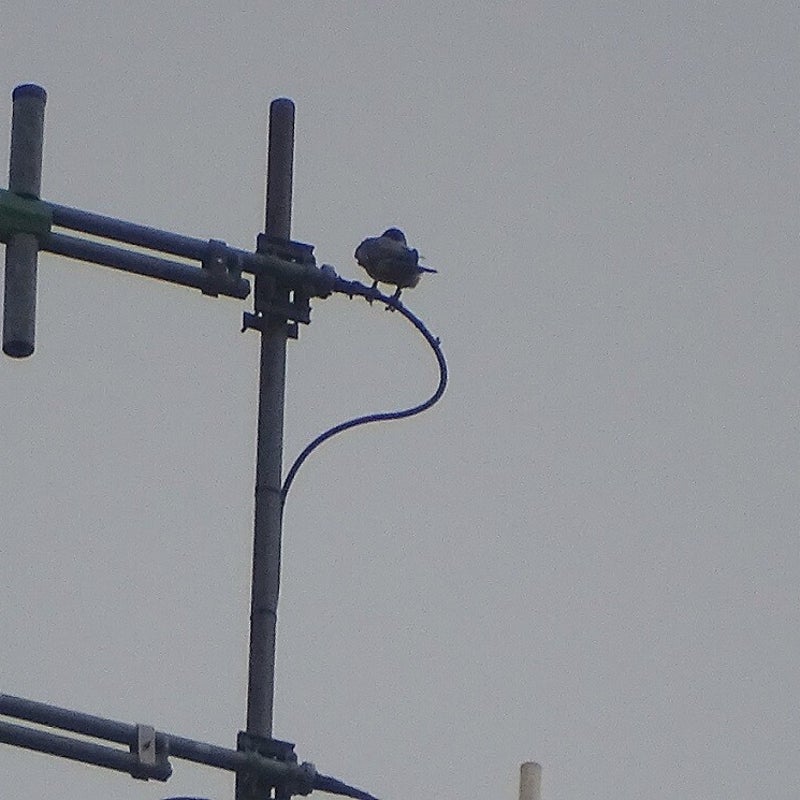 13-3-2024 - Valk in de antenne.