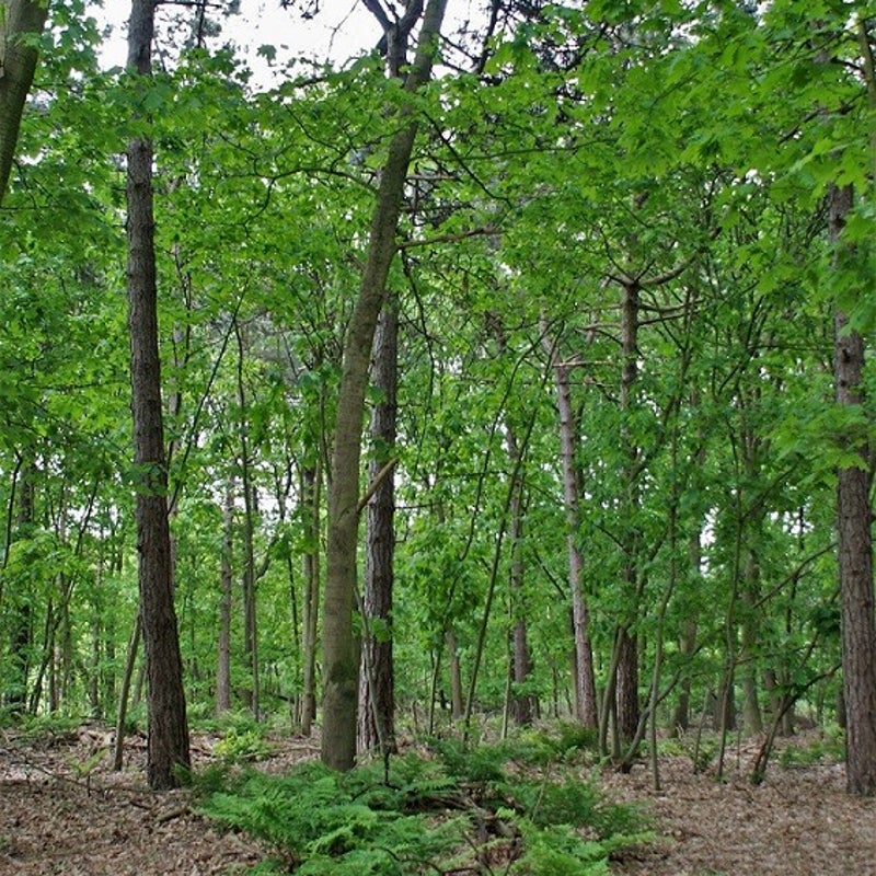 24-5-2023 - Varens onder de loofbomen.