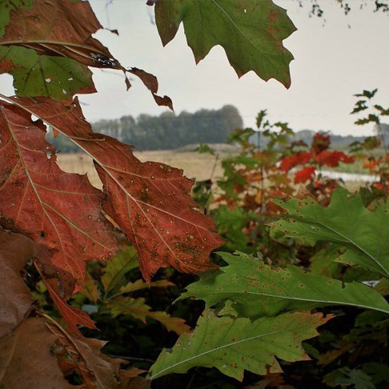 26-10-2016 - Tegenover de Toren.