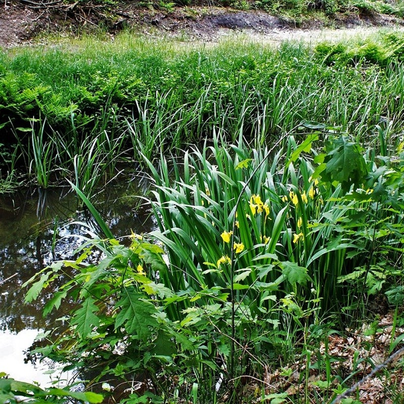 24-5-2023 - Weelderige begroeiing langs en in de Snelle Loop.