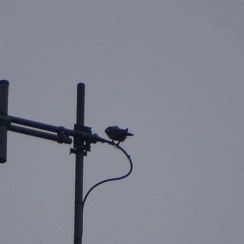 13-3-2024 - Opnieuw een valk in de antenne. Vermoedelijk mannetje BUS.