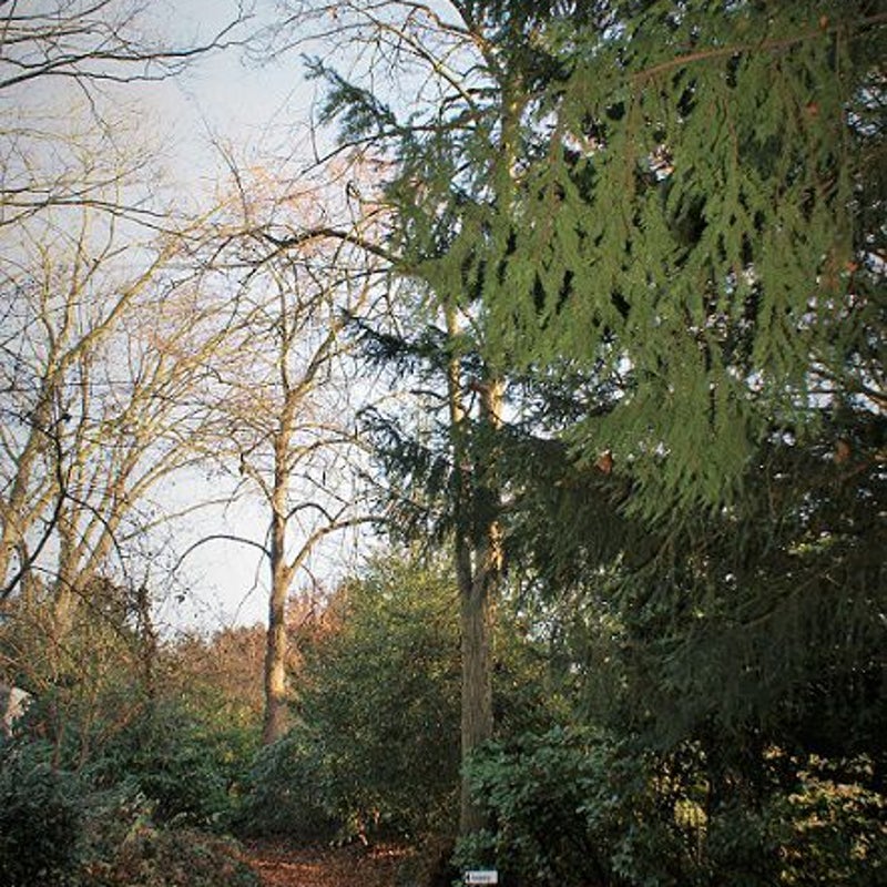 3-12-2016 - De paden van het park zijn bedekt door een tapijt van afgevallen eikenbladeren.