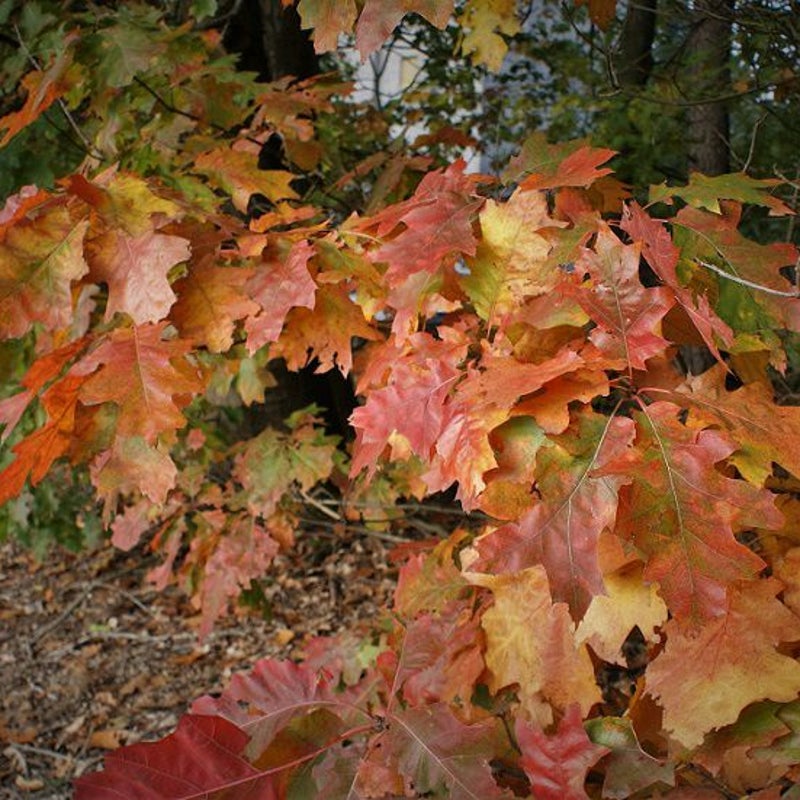 26-10-2016 - Verkleurde eikenbladeren.