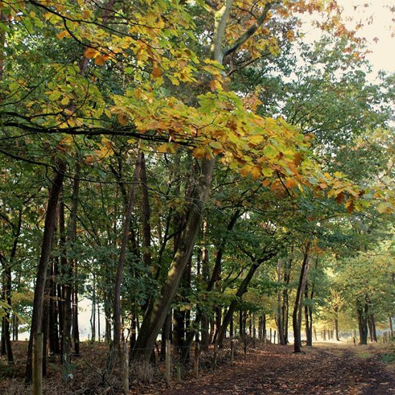 26-10-2016 - Achter de Snelle Loop achter de bosrand.
