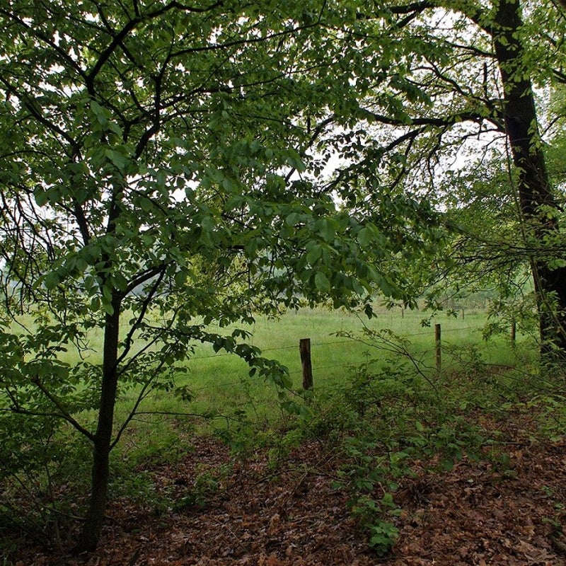 10-5-2023 - Nabij de Toren.