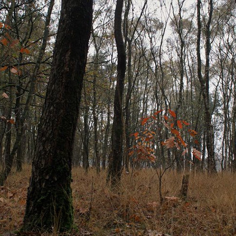 14-11-2016 - Het gele gras.