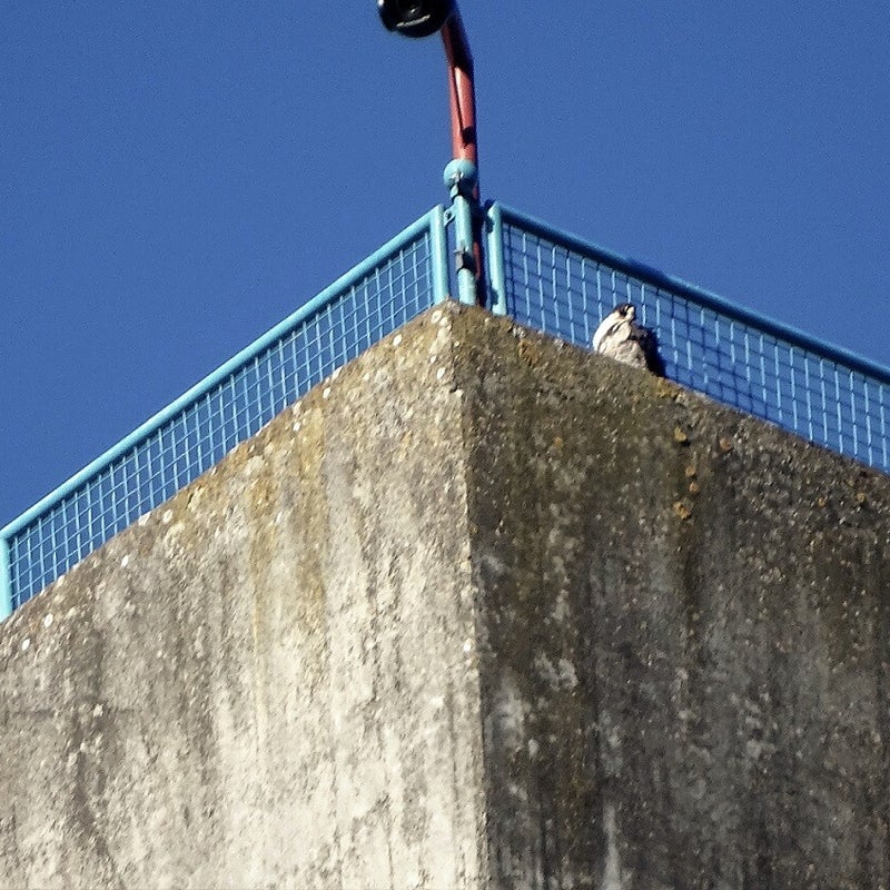 4-4-2023 - Slechtvalk.