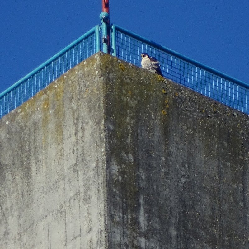 4-4-2023 - Slechtvalk.