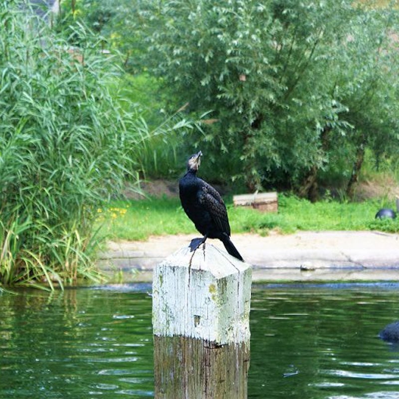 c16-8-2016 - Aalscholver.