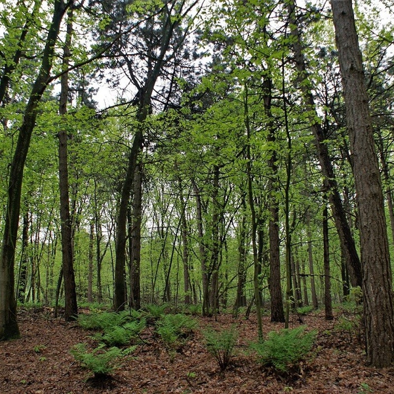 10-5-2023 - Het uitbundige voorjaarsgroen.