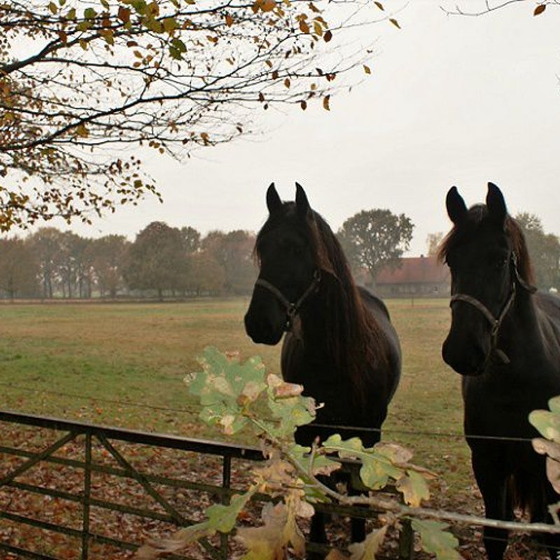 14-11-2016 - "En hier zijn we dan!"