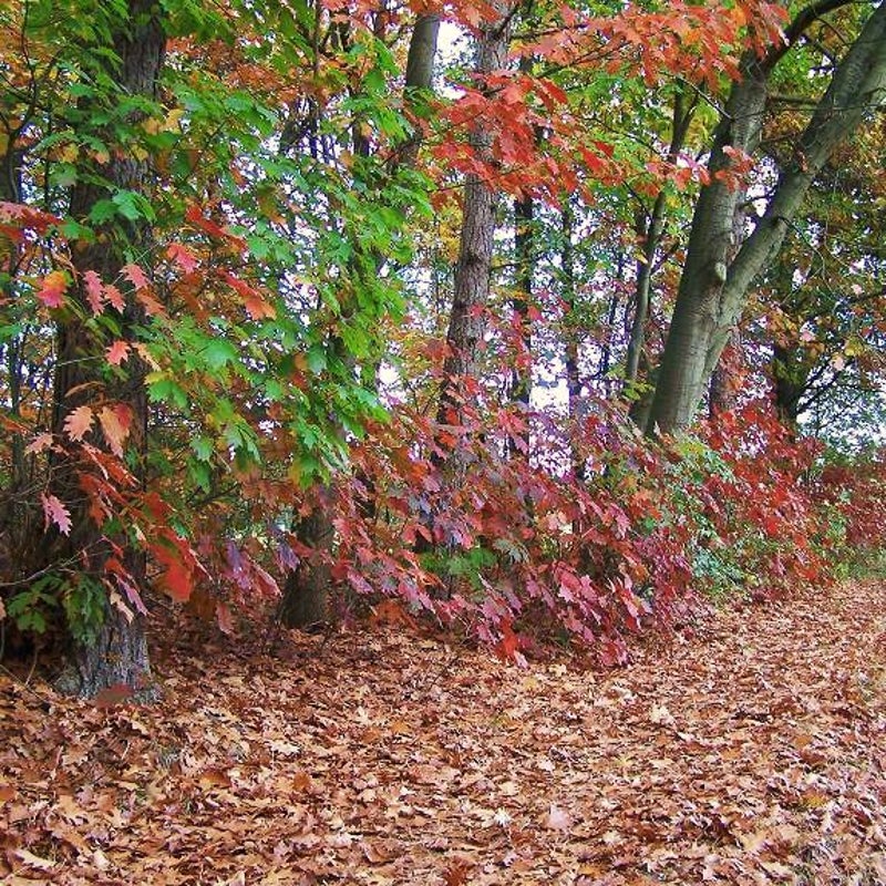 18-10-2007 - Rakelings langs de Snelle Loop.