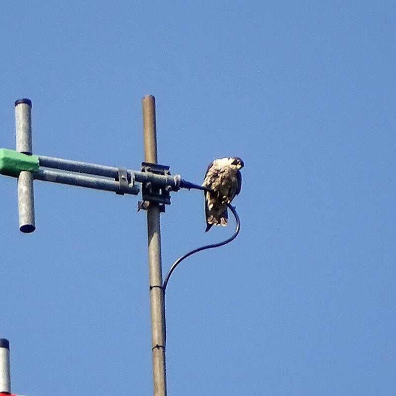 24-5-2023 - "Ik wil een poging wagen."
