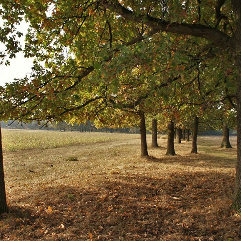 26-10-2016 - Op het veld achter de Toren.
