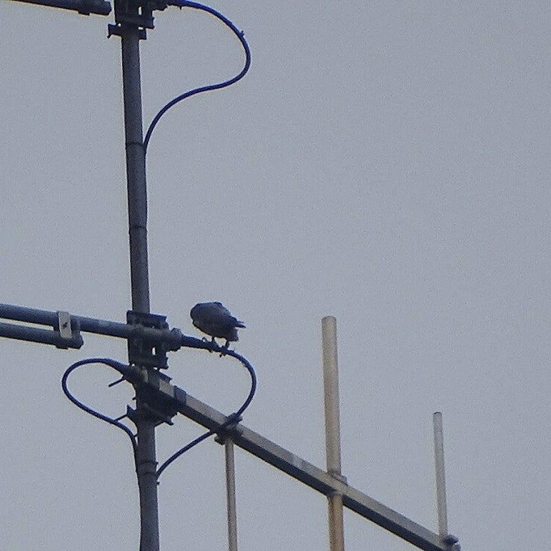 13-3-2024 - Valk in de antenne.