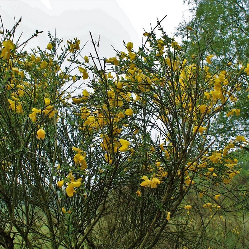 10-5-2023 - Hier word je vrolijk van: gele brem.