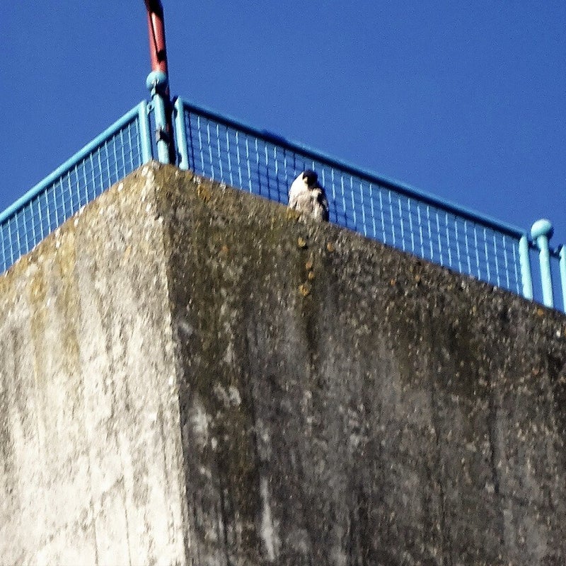 4-4-2023 - Valk op de dakrand van de Toren.