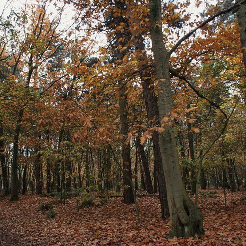 14-11-2016 - Tegenover de Toren.