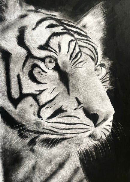 Dessin Tigre à la Pierre Noire