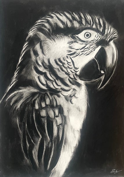 dessin d'un perroquet à la pierre noire
