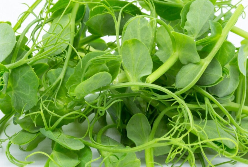 Dundee Dun Pea Shoots